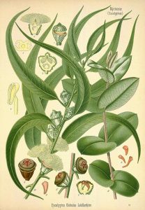 Eucalyptus-Globule-drawing